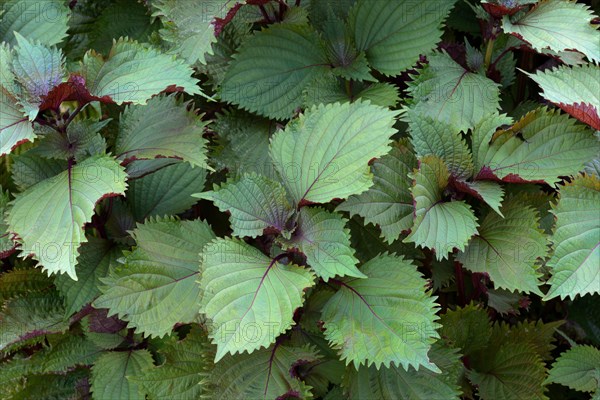 Smooth-leafed Perilla