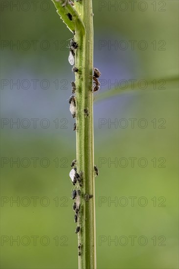 Ant