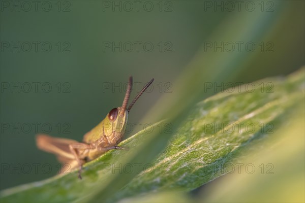 Meadow grasshopper