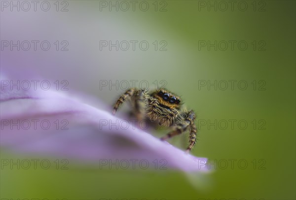 Zebra spider