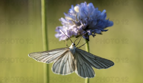 Black-veined white