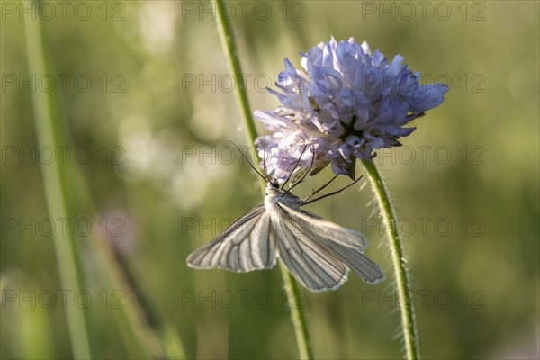 Black-veined white