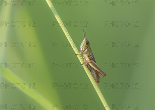 Meadow grasshopper