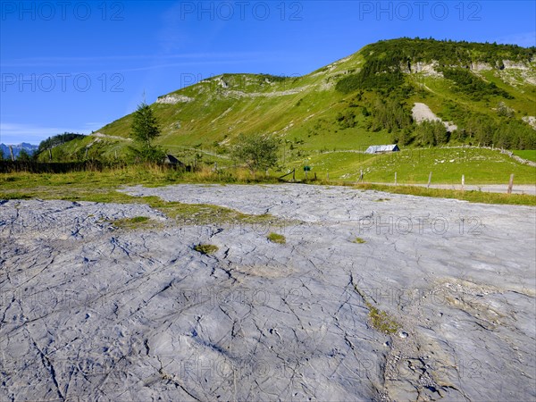 Rock slab through glacier grinding in the alpine pasture area