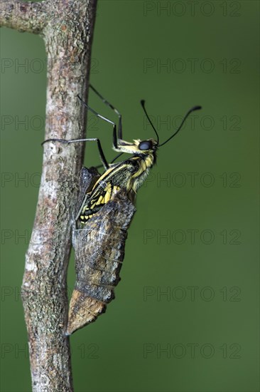 Swallowtail butterfly