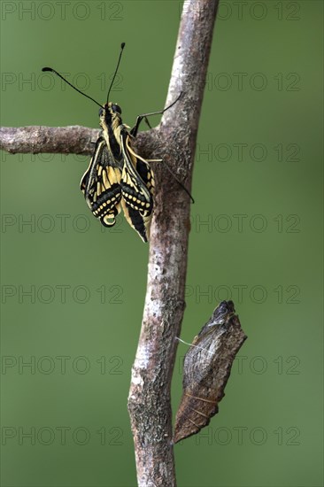 Swallowtail butterfly