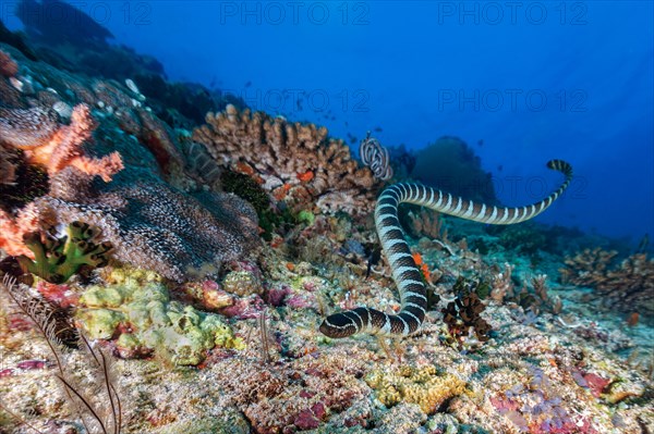 Colubrine sea krait