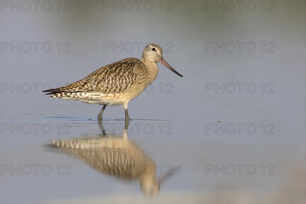 Bar-tailed Godwit