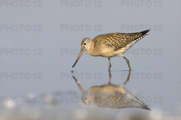 Bar-tailed Godwit