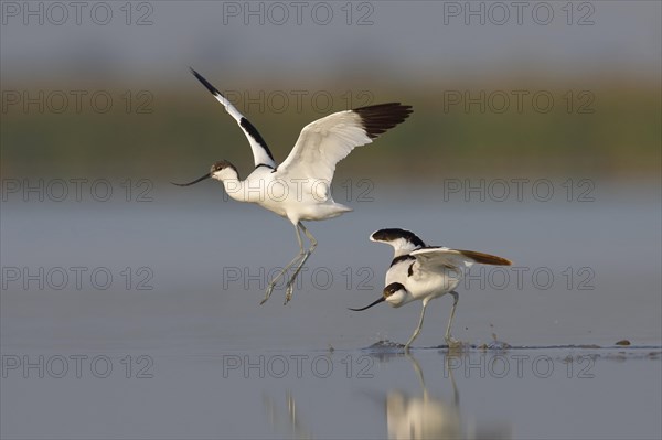 Avocet