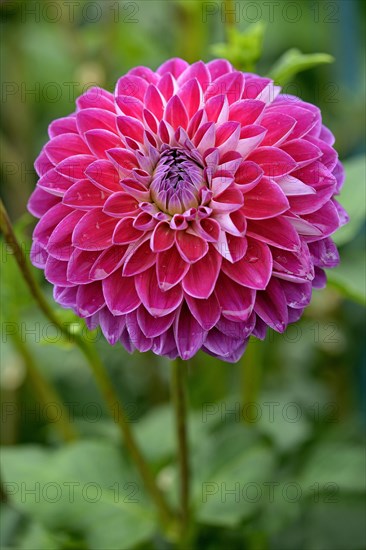 Decorative Dahlia