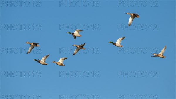 Crowd Mallards