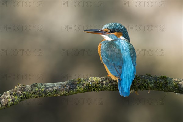 Common kingfisher