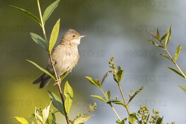 Common whitethroat