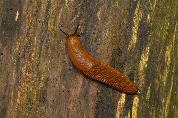 Slug