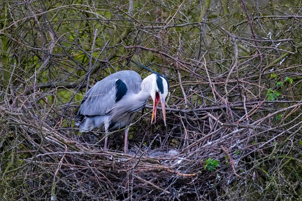 Grey heron