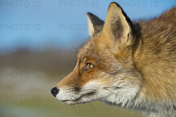 Red fox