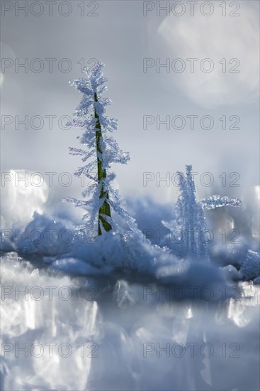 IIce crystals on a culm