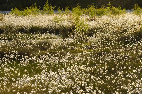 Hare's-tail cottongrass