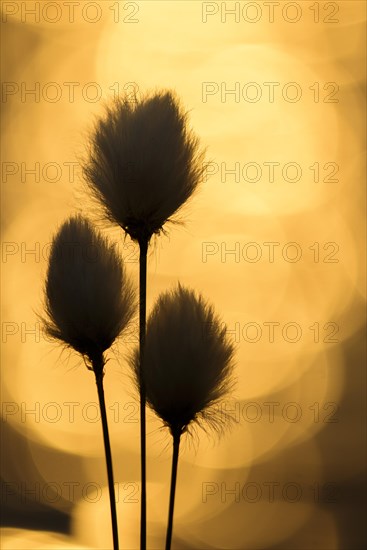 Hare's-tail cottongrass