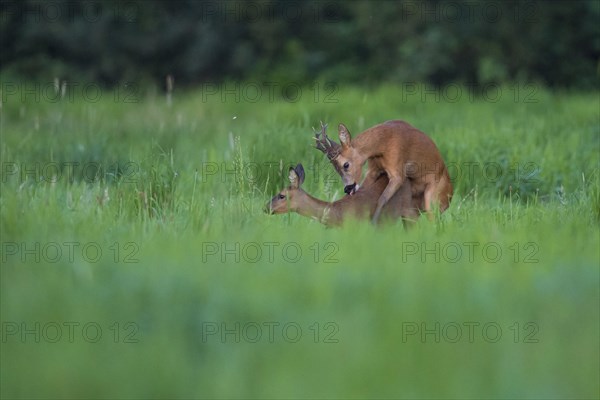 European roe deerbock