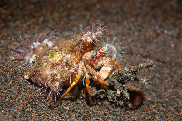 Anemone hermit crab