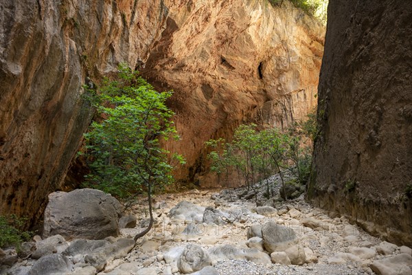 Green trees in the gorge