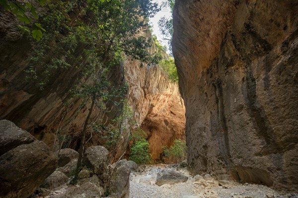 Green trees in the gorge