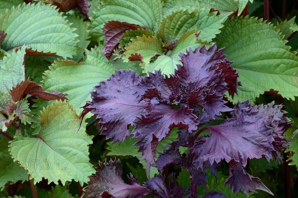 Green-leaved and red-leaved curly Perilla frutescens