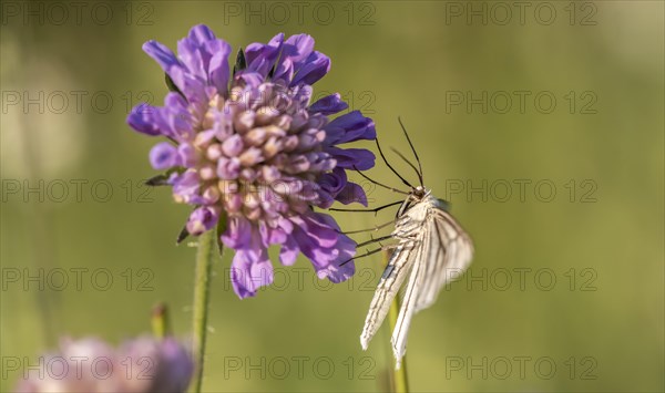 Black-veined white