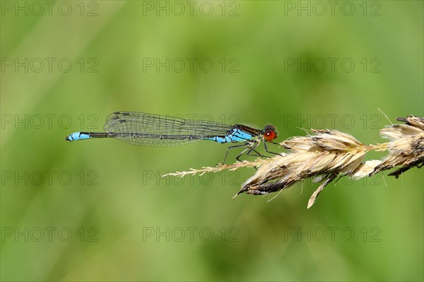 Small Red-eyed Damselfly