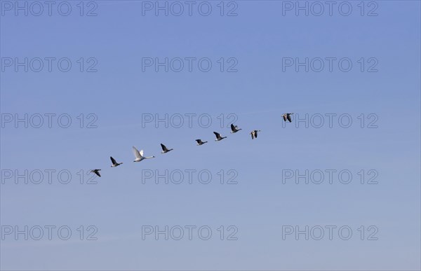 Eight grey geese and a swan