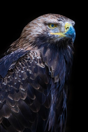 Eastern imperial eagle