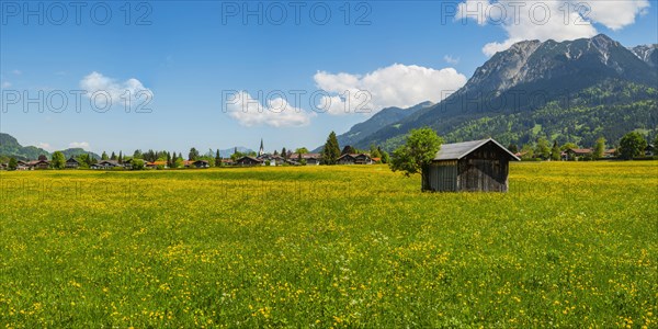 Alpine meadow