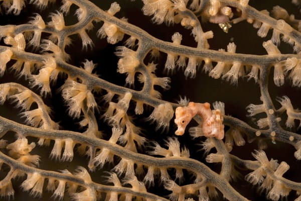 Denise's pygmy seahorse