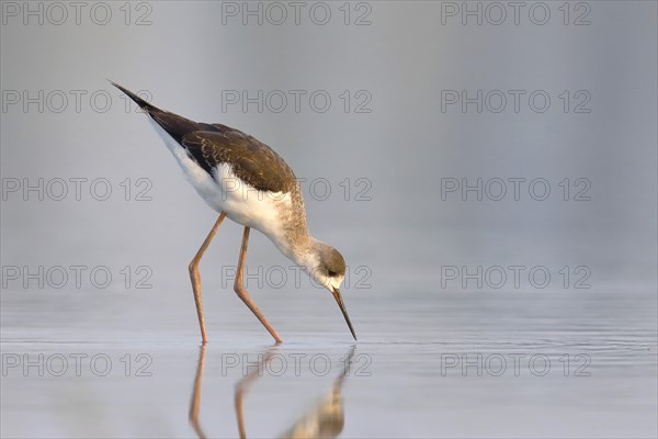 Black-winged Black-winged Stilt