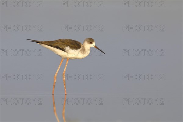 Black-winged Black-winged Stilt