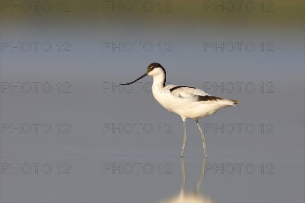 Avocet