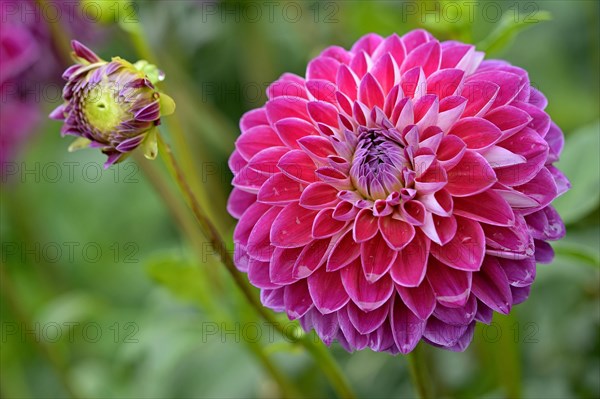 Decorative Dahlia