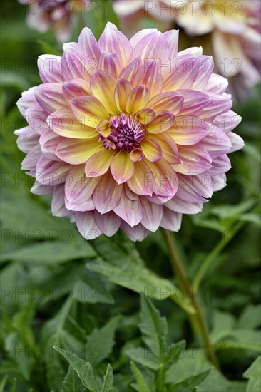 Dahlia