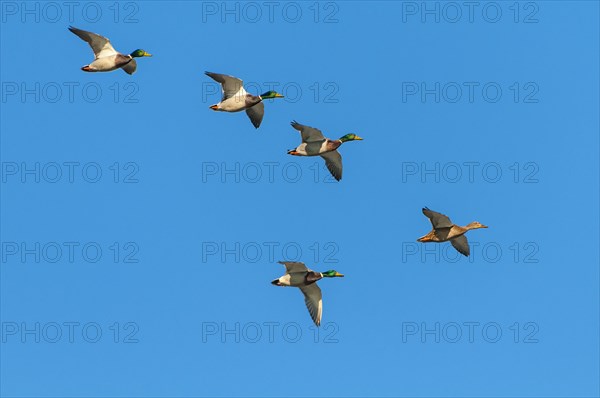 Crowd Mallards