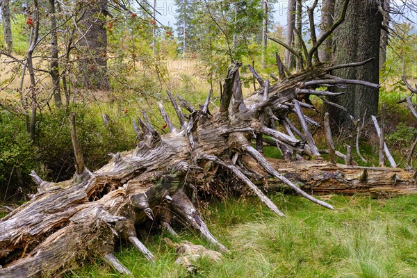 Rotting spruce