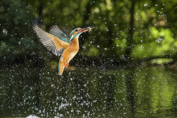 Busted Common kingfisher