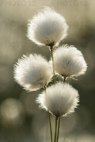 Hare's-tail cottongrass