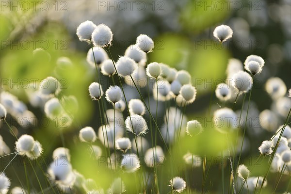 Hare's-tail cottongrass