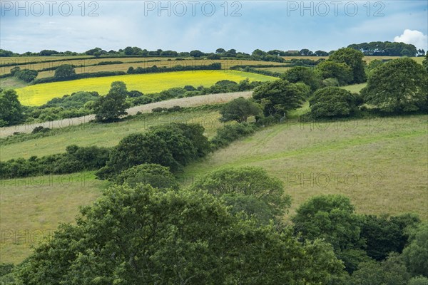 Typical Cornish landscape with meadows