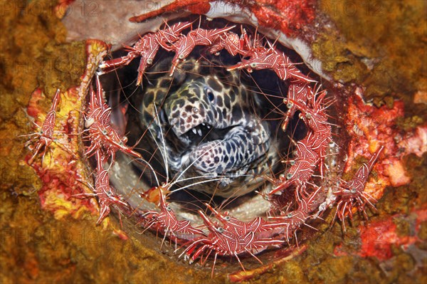 Laced moray