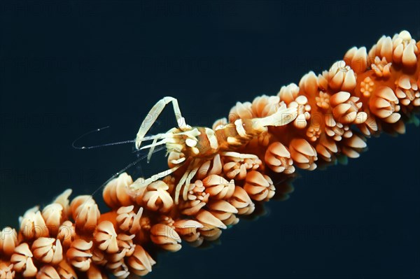 Zanzibar Whip Coral Shrimp