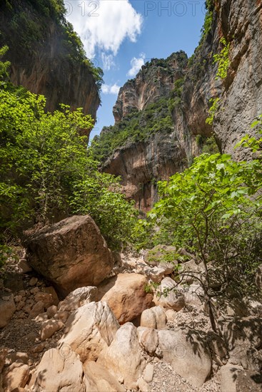 Green trees in the gorge