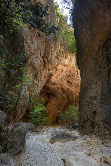 Green trees in the gorge